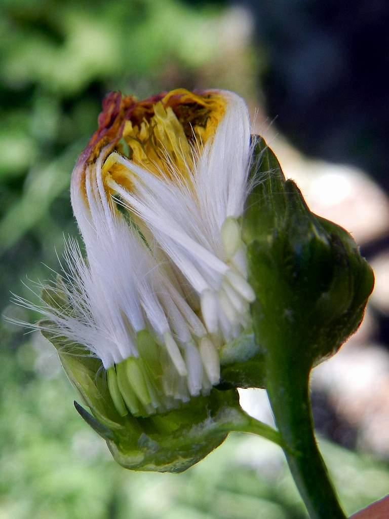 Sonchus oleraceus / Grespino comune